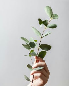Eine Hand hält einen Zweig mit hellgrünen, ovalen Blättern vor einem schlichten, hellgrauen Hintergrund. Der Zweig wird vorsichtig zwischen den Fingern gehalten und wirkt frisch und lebendig. Die Szene vermittelt ein Gefühl von Natur und Reinheit, passend für eine Plattform, die sich mit Cannabis-Rezepten beschäftigt.