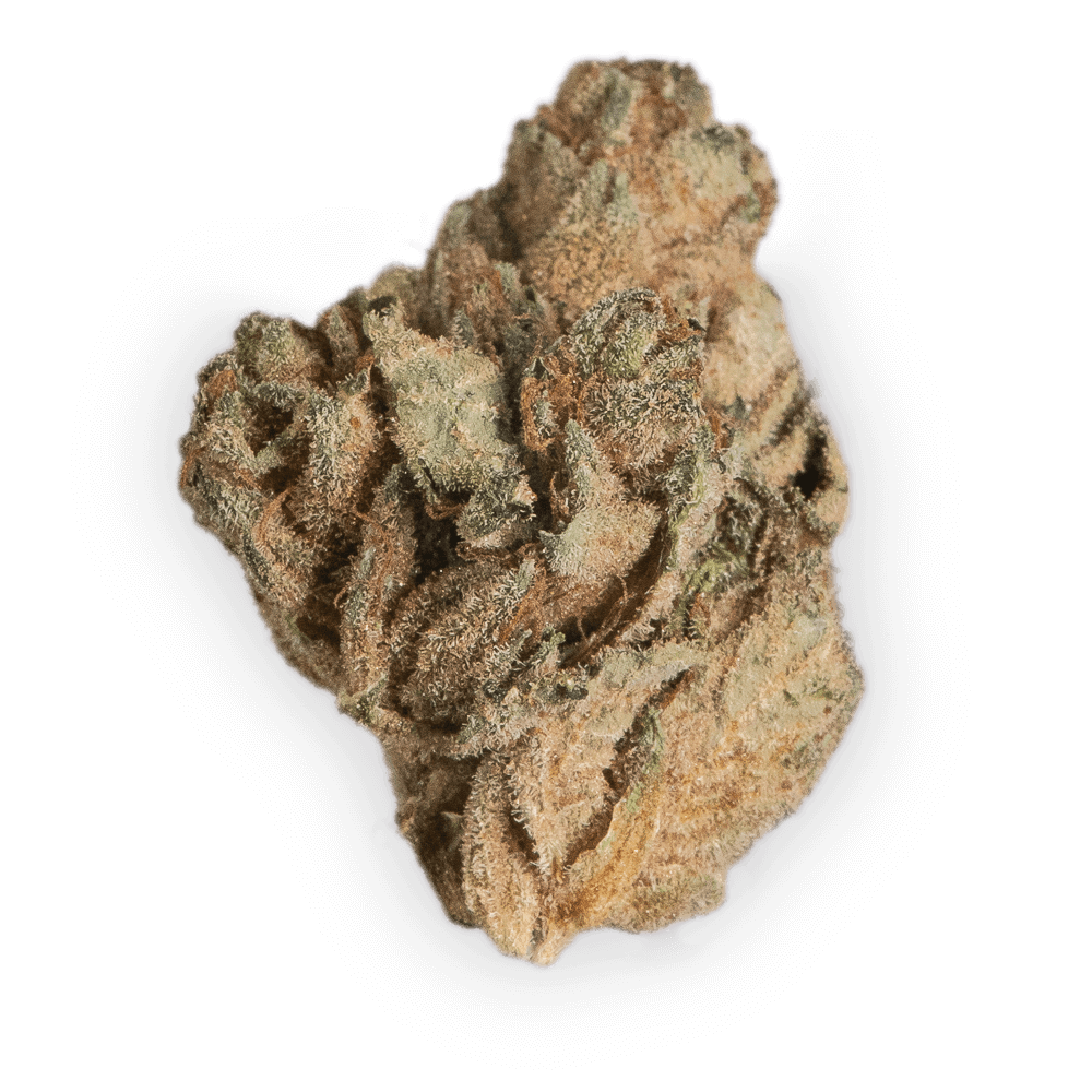 Dies ist eine Blüte vom Strain Master Kush